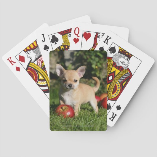 Chihuahua Puppy met appels Pokerkaarten (Achterkant)