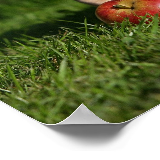 Chihuahua Puppy met appels Poster (Hoek)