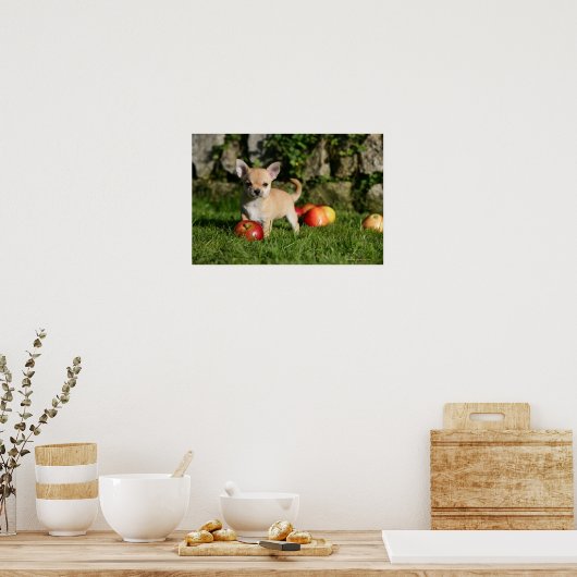 Chihuahua Puppy met appels Poster (Keuken)