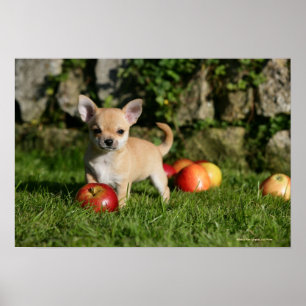 Chihuahua Puppy met appels Poster