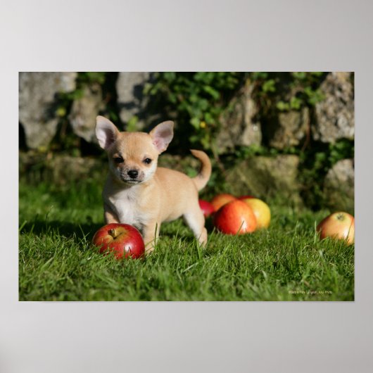Chihuahua Puppy met appels Poster (Voorkant)
