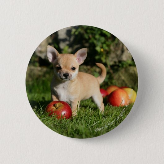 Chihuahua Puppy met appels Ronde Button 5,7 Cm (Voorkant)