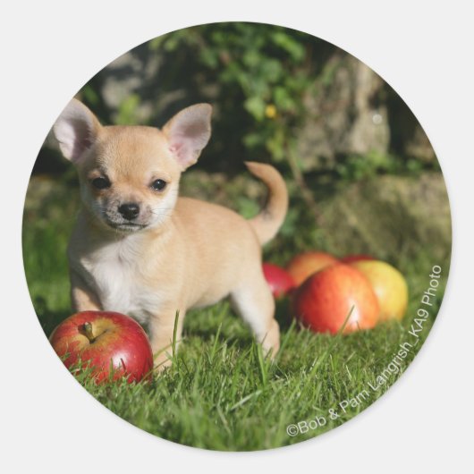 Chihuahua Puppy met appels Ronde Sticker (Voorkant)