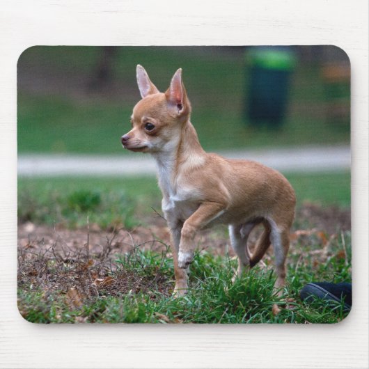 Chihuahua Puppy Muismat (Voorkant)