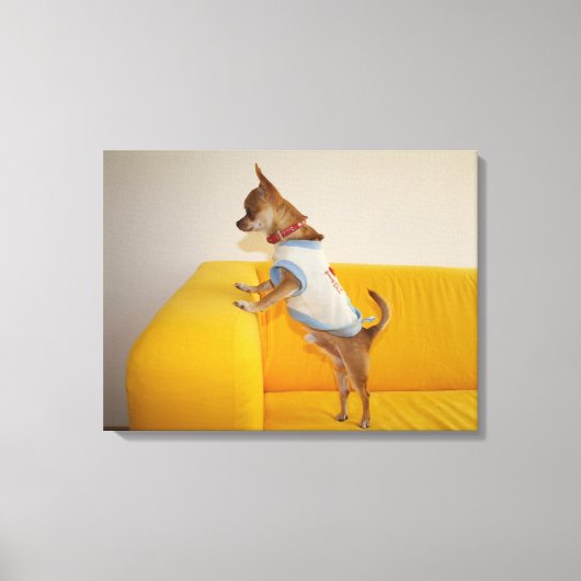 Chihuahua puppy op gele sofa canvas afdruk (Voorkant)