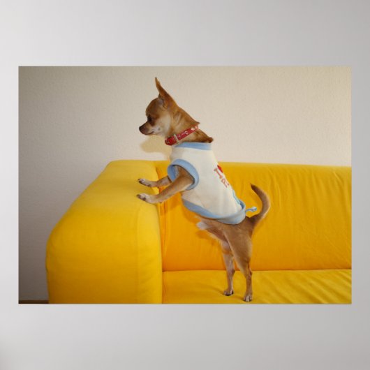 Chihuahua puppy op gele sofa poster (Voorkant)