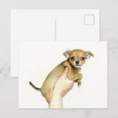 Chihuahua Puppy Postcard Briefkaart (Voorkant / Achterkant)