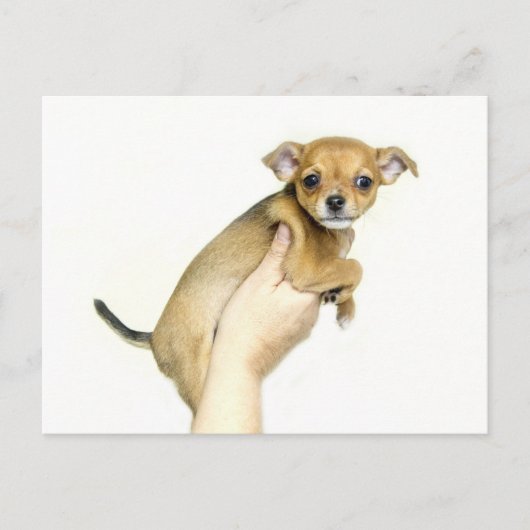 Chihuahua Puppy Postcard Briefkaart (Voorkant)