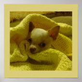 Chihuahua-puppy-poster knuffelend poster (Voorkant)