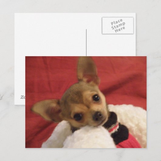 Chihuahua puppy-postkaart briefkaart (Voorkant / Achterkant)