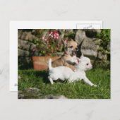Chihuahua Puppy Pplay Briefkaart (Voorkant / Achterkant)