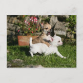 Chihuahua Puppy Pplay Briefkaart (Voorkant)