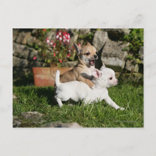 Chihuahua Puppy Pplay Briefkaart (Voorkant)