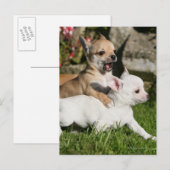 Chihuahua Puppy Pplay Briefkaart (Voorkant / Achterkant)