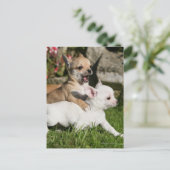 Chihuahua Puppy Pplay Briefkaart (Staand voorkant)