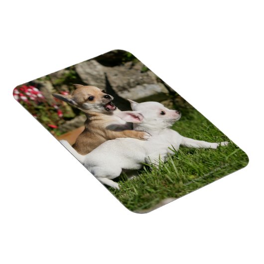 Chihuahua Puppy Pplay Magneet (Rechterzijde)