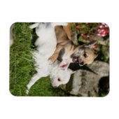 Chihuahua Puppy Pplay Magneet (Horizontaal)