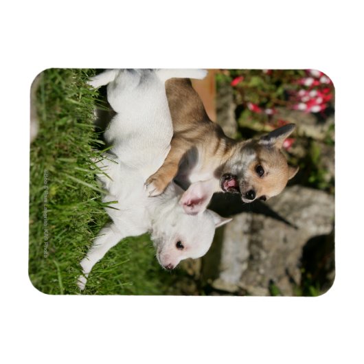 Chihuahua Puppy Pplay Magneet (Horizontaal)