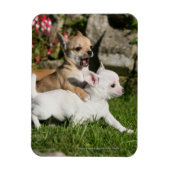 Chihuahua Puppy Pplay Magneet (Verticaal)