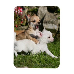 Chihuahua Puppy Pplay Magneet