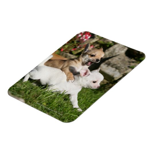 Chihuahua Puppy Pplay Magneet (Linkerzijde)