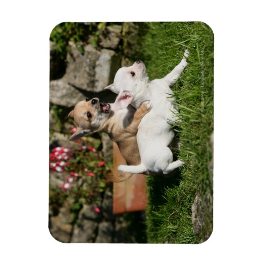 Chihuahua Puppy Pplay Magneet (Verticaal)