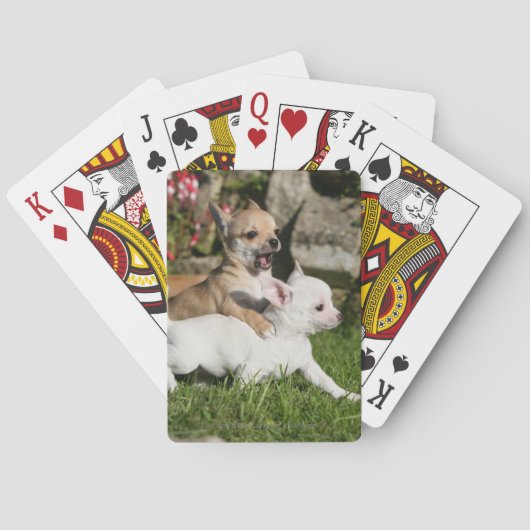Chihuahua Puppy Pplay Pokerkaarten (Achterkant)