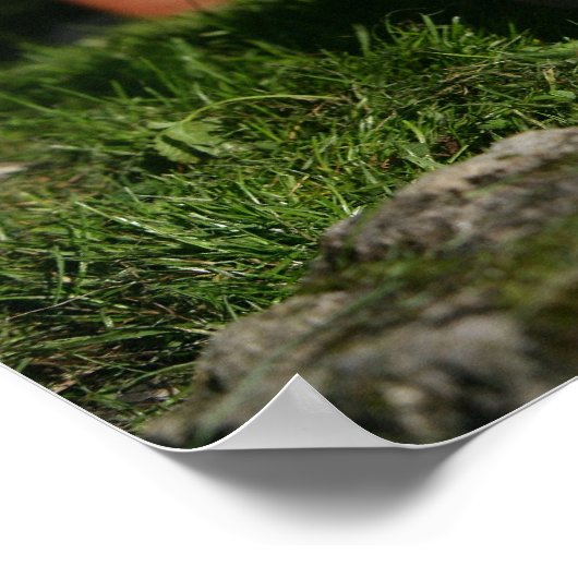 Chihuahua Puppy Pplay Poster (Hoek)