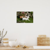 Chihuahua Puppy Pplay Poster (Keuken)