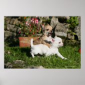 Chihuahua Puppy Pplay Poster (Voorkant)