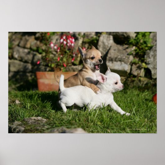 Chihuahua Puppy Pplay Poster (Voorkant)