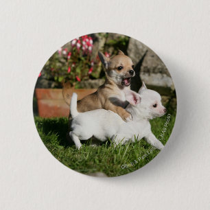 Chihuahua Puppy Pplay Ronde Button 5,7 Cm