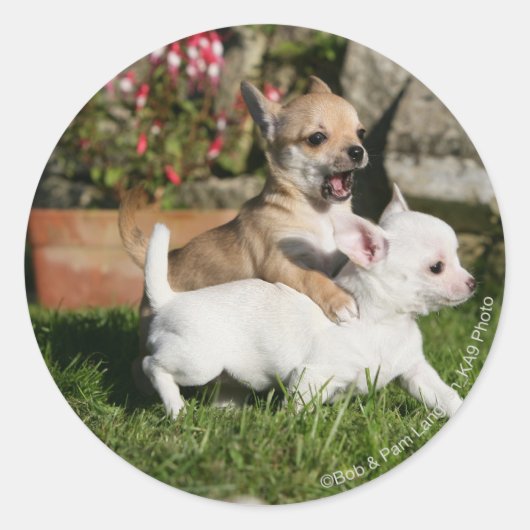 Chihuahua Puppy Pplay Ronde Sticker (Voorkant)