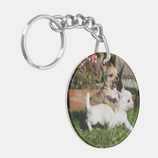 Chihuahua Puppy Pplay Sleutelhanger (Voorkant Links)