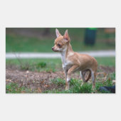 Chihuahua Puppy Rechthoekige Sticker (Voorkant)