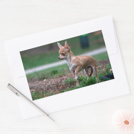 Chihuahua Puppy Rechthoekige Sticker (Envelop)