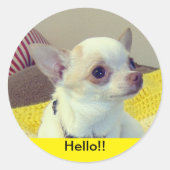 Chihuahua Puppy  Ronde Sticker (Voorkant)