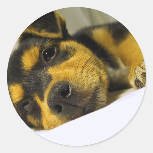 Chihuahua Puppy Stickers (Voorkant)