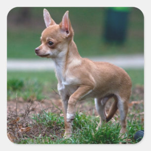 Chihuahua Puppy Vierkante Sticker
