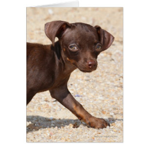 Chihuahua Puppy Walking