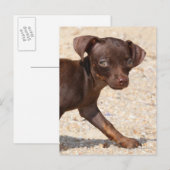 Chihuahua Puppy Walking Briefkaart (Voorkant / Achterkant)