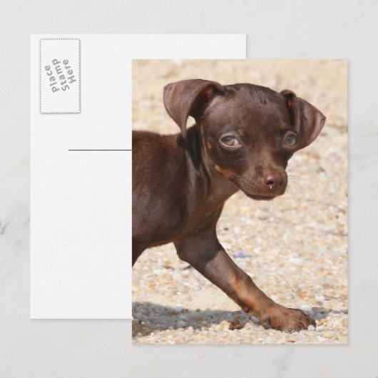Chihuahua Puppy Walking Briefkaart (Voorkant / Achterkant)