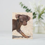 Chihuahua Puppy Walking Briefkaart (Staand voorkant)