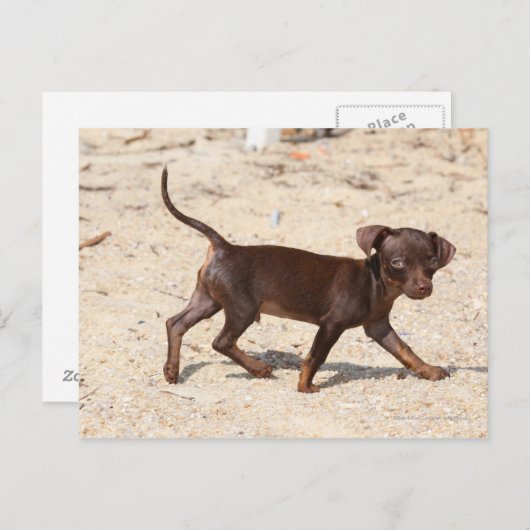 Chihuahua Puppy Walking Briefkaart (Voorkant / Achterkant)