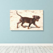 Chihuahua Puppy Walking Canvas Afdruk (Insitu (Houten vloer))