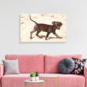 Chihuahua Puppy Walking Canvas Afdruk (Insitu (Woonkamer))