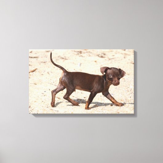 Chihuahua Puppy Walking Canvas Afdruk (Voorkant)
