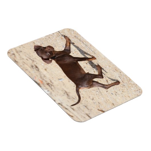 Chihuahua Puppy Walking Magneet (Rechterzijde)
