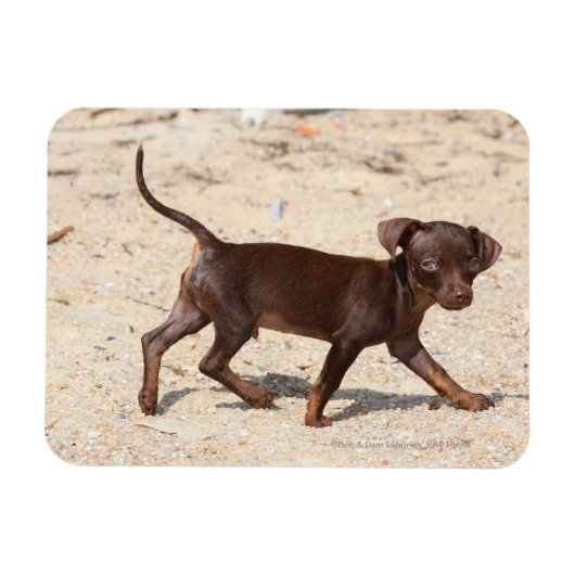 Chihuahua Puppy Walking Magneet (Horizontaal)