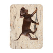 Chihuahua Puppy Walking Magneet (Verticaal)